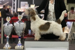 Mirepoix´s La Vraie Affaire BEST IN SHOW in Germany