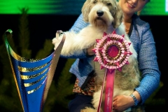Ricky BIS-1 at Nordic Winner show 2013 - 9000 dog was entered to this show
