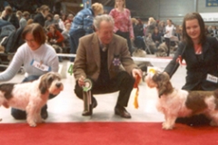 BEST OF BREED at Tampere int show