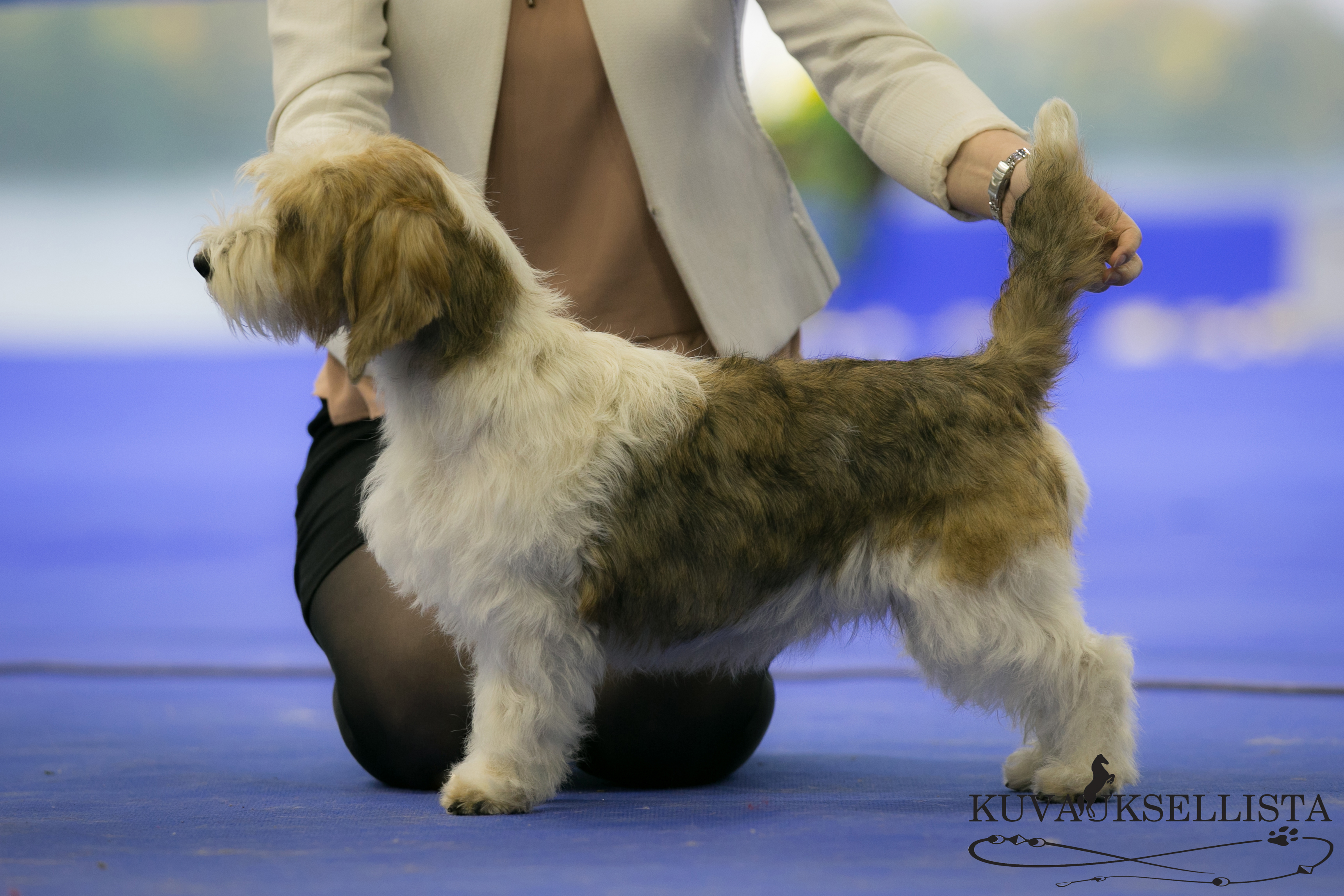 Petit basset store griffon vendeen grooming